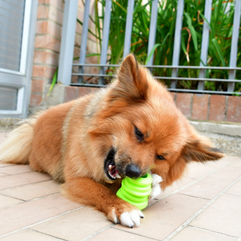 Basti agarrando CARROT XOLOPets