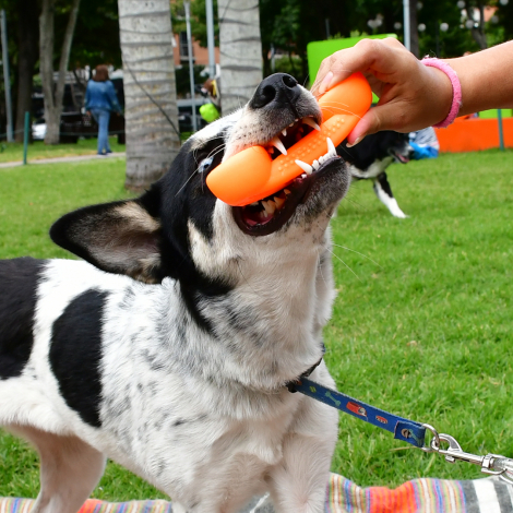 Juguete-Perro-Phone-Tipo-Hueso-Xolo-Pets