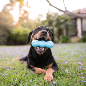 Rumpus West Paw Juguete para Perro