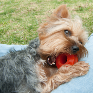 Juguetes para cheap perros mercadolibre